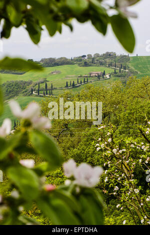 Chiarentana, Toskana, Italien Stockfoto