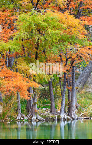Sumpfzypresse am Fluss Frio drehen Farben in Zentral-Texas fallen. Stockfoto