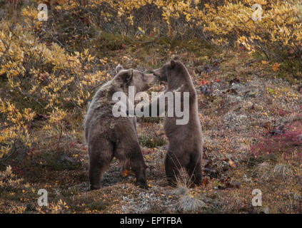 Grizzly Bär Ursus Arctos) Sau und Cub wachsam sein, um eine Störung in der Nähe von Denali Nationalpark, Alaska Stockfoto