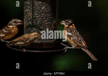 Black-headed Kernbeißer (Pheucticus Melanocephalus) männliche und weibliche besuchen ein Vogelhaus mit Sonnenblumenkernen gefüllt, während die Gro Stockfoto