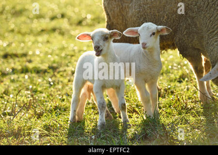 Porträt von Lämmern (Ovis Orientalis Aries) von Ewe auf Wiese im Frühjahr, Oberpfalz, Bayern, Deutschland Stockfoto