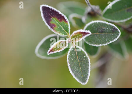 Nahaufnahme des gemeinsamen Liguster (Ligustrum Vulgare) Blätter im Winter, Oberpfalz, Bayern, Deutschland Stockfoto
