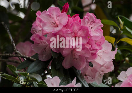 Die frühen Frühjahr blühen von einer immergrünen Rhododendron, Sierra Foothills of Northern California... Stockfoto