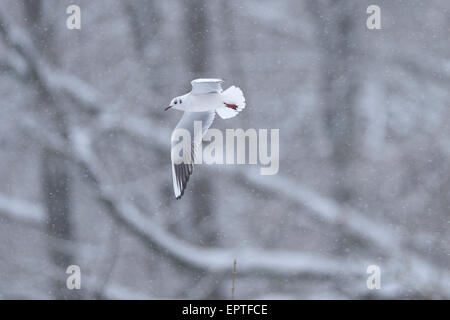 Porträt der Lachmöwe (Chroicocephalus Ridibundus) fliegen über Schneesturm im Winter, Deutschland Stockfoto