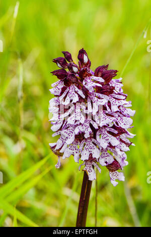 Wilde Orchidee, Assisi, Umbrien, Italien Stockfoto