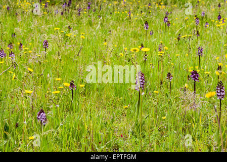 Wilde Orchidee, Assisi, Umbrien, Italien Stockfoto