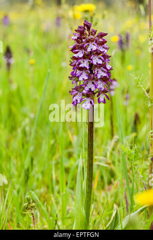 Wilde Orchidee, Assisi, Umbrien, Italien Stockfoto