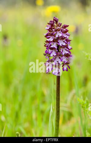 Wilde Orchidee, Assisi, Umbrien, Italien Stockfoto