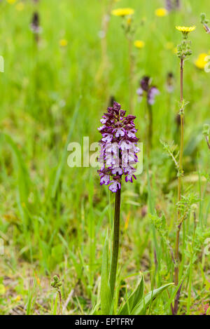 Wilde Orchidee, Assisi, Umbrien, Italien Stockfoto