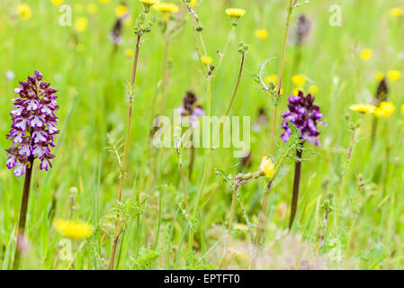 Wilde Orchidee, Assisi, Umbrien, Italien Stockfoto