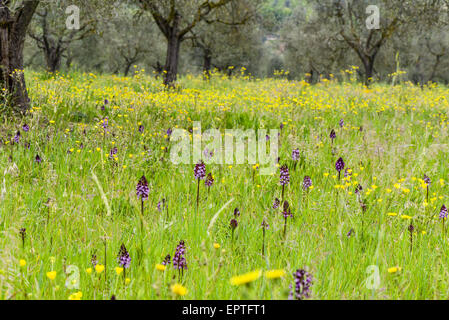 Wilde Orchidee, Assisi, Umbrien, Italien Stockfoto