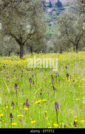 Wilde Orchidee, Assisi, Umbrien, Italien Stockfoto