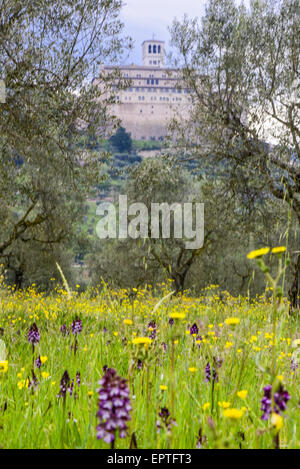 Wilde Orchidee, Assisi, Umbrien, Italien Stockfoto