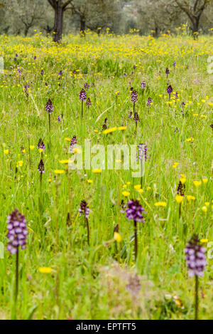 Wilde Orchidee, Assisi, Umbrien, Italien Stockfoto