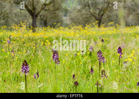 Wilde Orchidee, Assisi, Umbrien, Italien Stockfoto