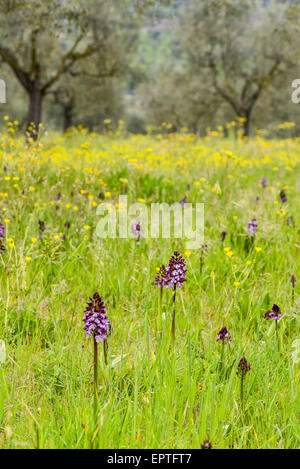 Wilde Orchidee, Assisi, Umbrien, Italien Stockfoto