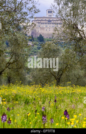 Wilde Orchidee, Assisi, Umbrien, Italien Stockfoto