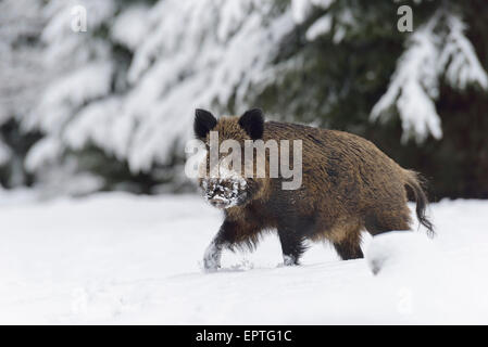 Wildschwein (Sus Scrofa) Tusker, Spessart, Bayern, Deutschland Stockfoto