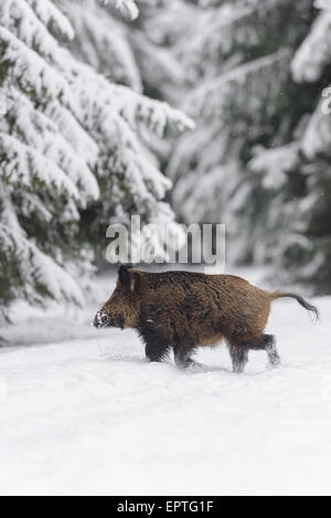 Wildschwein (Sus Scrofa) Tusker, Spessart, Bayern, Deutschland Stockfoto