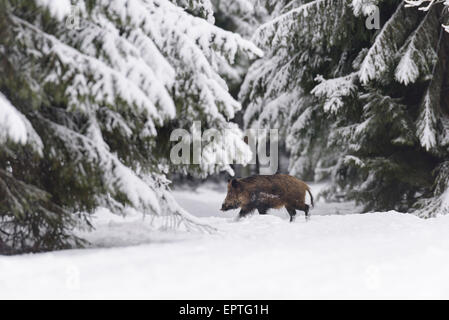 Wildschwein (Sus Scrofa) Tusker, Spessart, Bayern, Deutschland Stockfoto