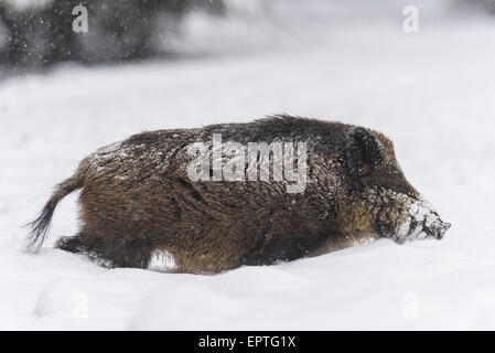 Wildschwein (Sus Scrofa), Spessart, Bayern, Deutschland Stockfoto