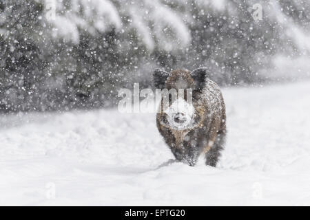 Wildschwein (Sus Scrofa), Spessart, Bayern, Deutschland Stockfoto