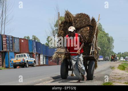 Beira, Mosambik BAGC Beira landwirtschaftliche Wachstumskorridor, Transport von schweren Gütern per LKW zwischen Hafen Beira-Chimoio-Tete-Simbabwe-Malawi, chinesische Unternehmen Pack Holzscheite in Behälter für den Transport nach China Stockfoto