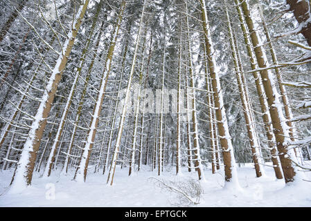 Landschaft mit verschneiten gemeine Fichte (Picea Abies) Wald im Winter, Oberpfalz, Bayern, Deutschland Stockfoto