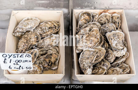 Austern zum Verkauf an einen Fisch-stand an der Küste von der Brighton, East Sussex, England, Vereinigtes Königreich. Stockfoto