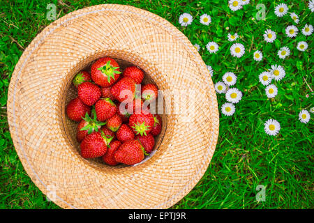 Draufsicht eines Hutes gefüllt mit Erdbeeren Stockfoto