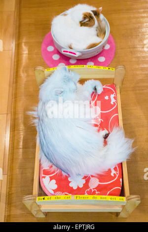 Katze-Café in Tokio Stockfoto