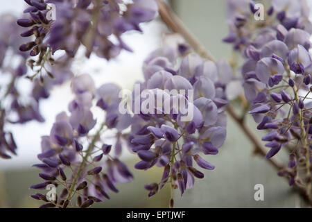 Eine Wisteria-Rebe in Blüte Stockfoto