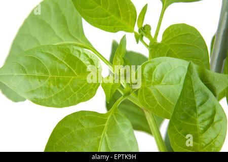 Grüne Paprika Pflanze Blättern isolierten auf weißen Hintergrund Stockfoto