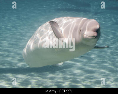 Beluga-Wal (Delphinapterus Leucas) in einem aquarium Stockfoto