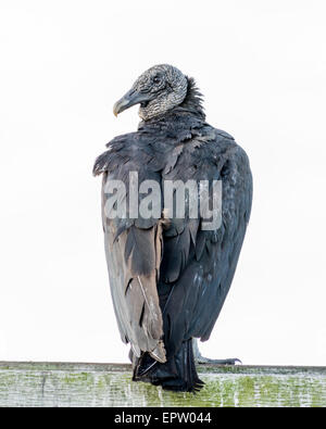 Ein Mönchsgeier thront auf der Suche nach links. Stockfoto