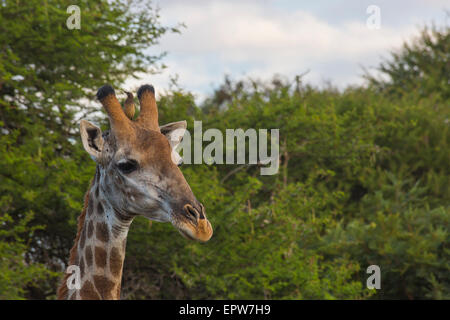 Giraffe hautnah im Busch Stockfoto