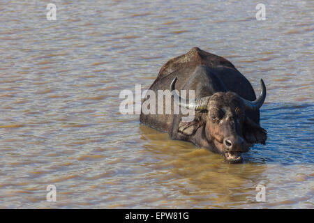 Buffalo kauen Wiederkäuen, während in einem Damm Wasser untergetaucht Stockfoto