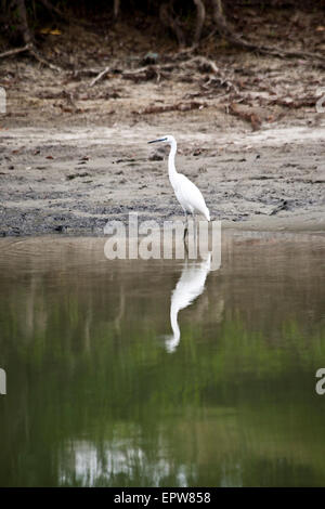 Ein Seidenreiher im Donaudelta in Rumänien Stockfoto