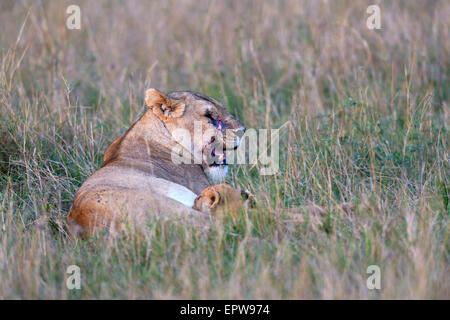 Löwin (Panthera Leo) mit vernarbten Gesicht Spanferkel ihrer Cub, Masai Mara National Reserve, Kenia Stockfoto