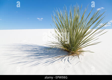 Soaptree (Yucca Elata) auf weiße Sanddüne, White Sands National Monument, Alamogordo, New Mexico, USA Stockfoto