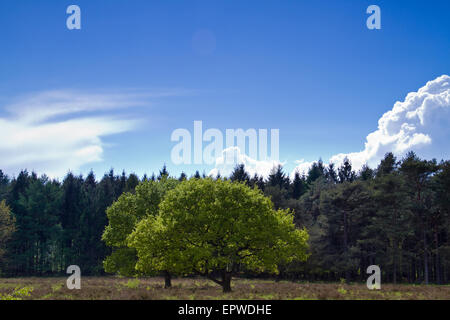 Frische grüne Blätter auf zwei Eichen auf einer Heide im Frühjahr, im Hintergrund einen dunkle Pinienwald Stockfoto