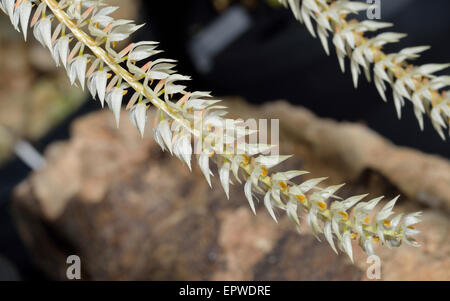 Schale-wie Dendrochilum Orchidee - Dendrochilum Glumaceum aus Philippinen Stockfoto