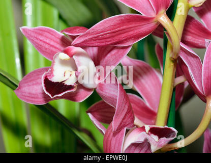 Roten Cymbidium Hybriden Orchidee Blume Stockfoto