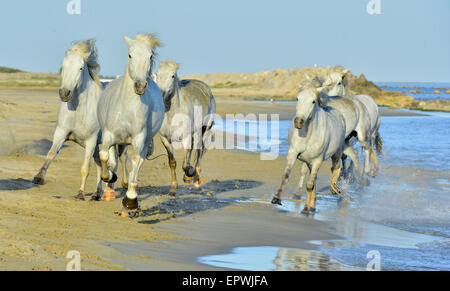 Weiße Pferde der Camargue, die durch Wasser laufen. Frankreich Stockfoto