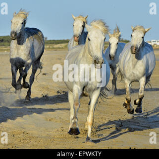 Weiße Pferde der Camargue, die durch Wasser laufen. Frankreich Stockfoto