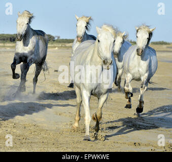 Weiße Pferde der Camargue, die durch Wasser laufen. Frankreich Stockfoto