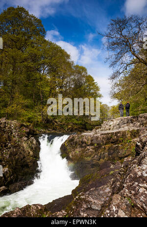 Der Fluß Brathay stürzt über Skelwith Force Wasserfall, in der Nähe von Skelwith Bridge Lake District, Cumbria Stockfoto