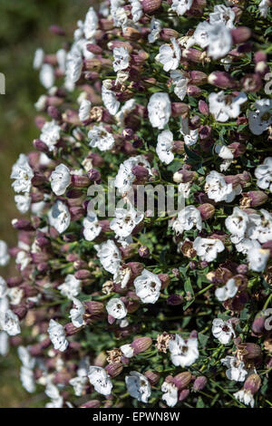 Blase Campion Blumen in voller Blüte, am Rand einer Klippe an der Küste von Pembrokeshire, Wales Stockfoto