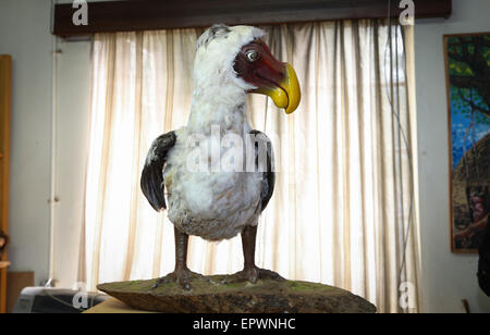 (150522)--NAIROBI, 22. Mai 2015 (Xinhua)--Foto aufgenommen am 21. Mai 2015 zeigen ein Modell der Dodo-Vogel am nationalen Museum von Kenia in Nairobi, Kenia. Der Dodo-Vogel ist einer ausgestorbenen flugunfähigen Vogel, der endemisch auf der Insel Mauritius, östlich von Madagaskar im Indischen Ozean war. Der Dodo erreicht breite Anerkennung von seiner Rolle in der Geschichte von Alice im Wunderland, und inzwischen eine feste Größe in der populären Kultur, oft als ein Symbol für vom Aussterben bedroht und Veralterung. Am 22. Mai zum internationalen Tag der biologischen Vielfalt mit dem diesjährigen Thema Biodiversität für nachhaltigen Entwicklu zeichnet sich Stockfoto