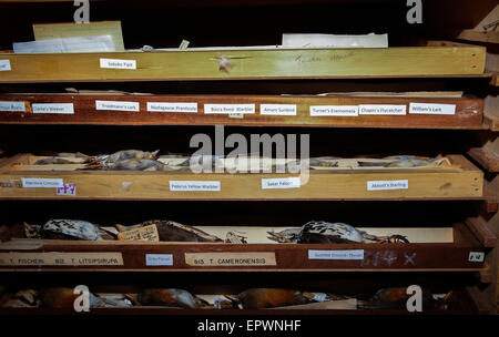 (150522)--NAIROBI, 22. Mai 2015 (Xinhua)--Foto am 21. Mai 2015 zeigt Exemplare der Vögel im National Museum of Kenya in Nairobi, Kenia.  Am 22. Mai zum internationalen Tag für die biologische Vielfalt mit dem diesjährigen Motto zeichnet, die Biodiversität für eine nachhaltige Entwicklung zu betonen, dass die Menschheit Schicksal hoch mit biologischer Vielfalt verbunden ist. (Xinhua/Pan Siwei) Stockfoto